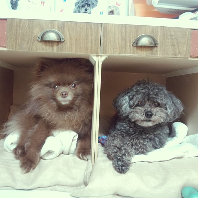 ariさんの実例写真