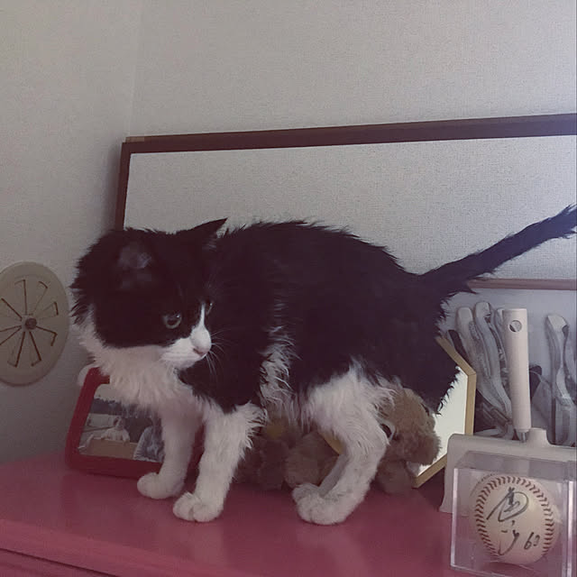 ねこと暮らす。/大東建託 賃貸 2DK/ねこバカ/ねこଲ₍⁃̗̀̂❍⃓ˑ̫❍⃓⁃̠́̂₎ଲ/ねこばかりすみませんm(._.)m...などのインテリア実例 - 2019-07-20 23:03:15