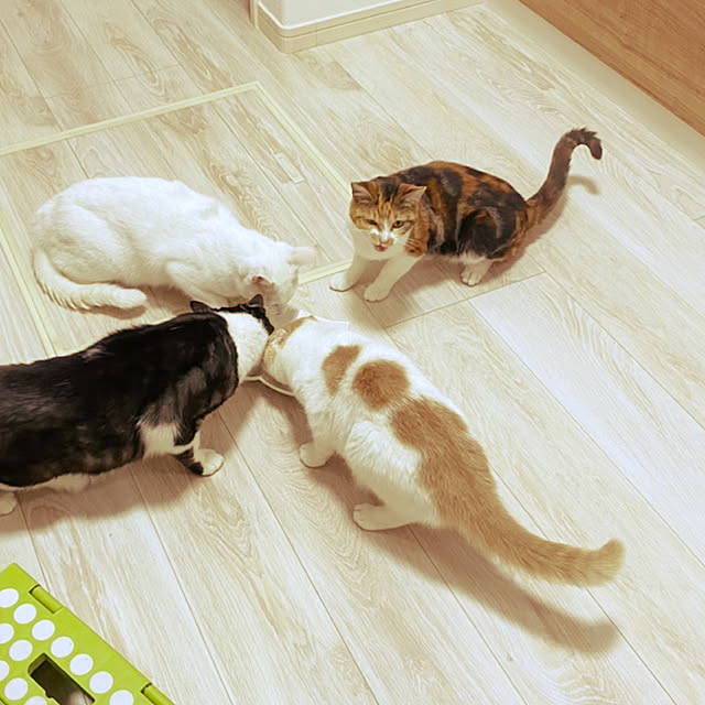kikiさんの実例写真