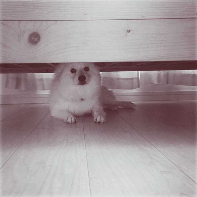 sce-27さんの実例写真