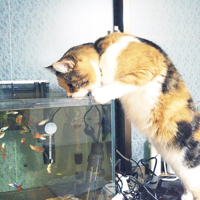yukieさんの実例写真