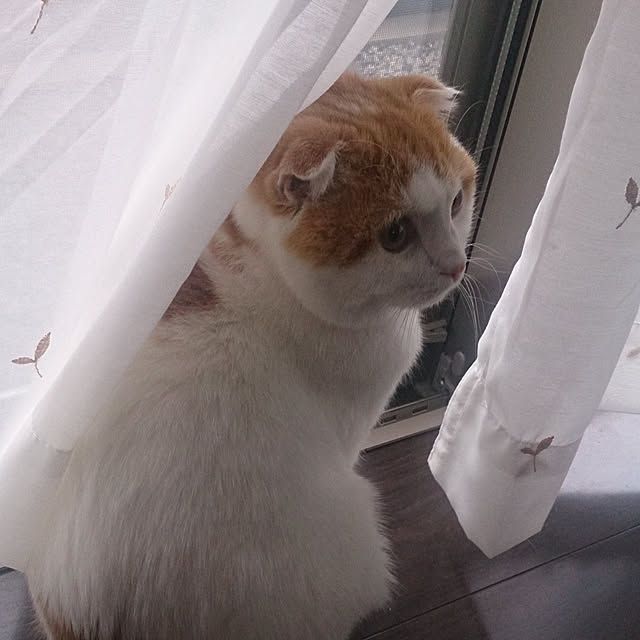 suchさんの実例写真