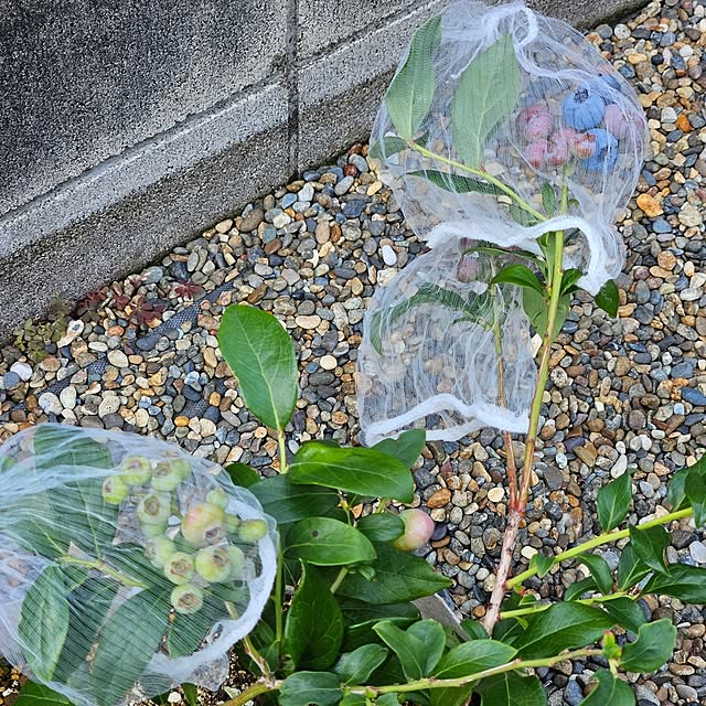 totoroさんの部屋