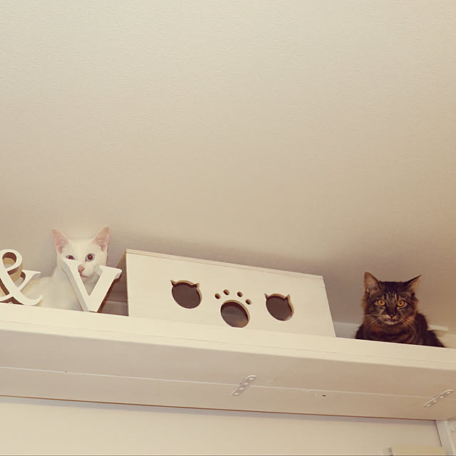 mesoさんの実例写真