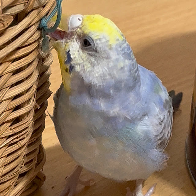 Atsukoさんの部屋