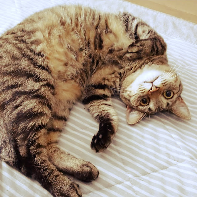 kosabi0506さんの実例写真