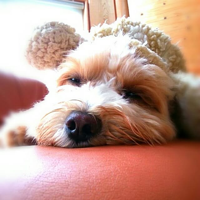 makaronさんの実例写真