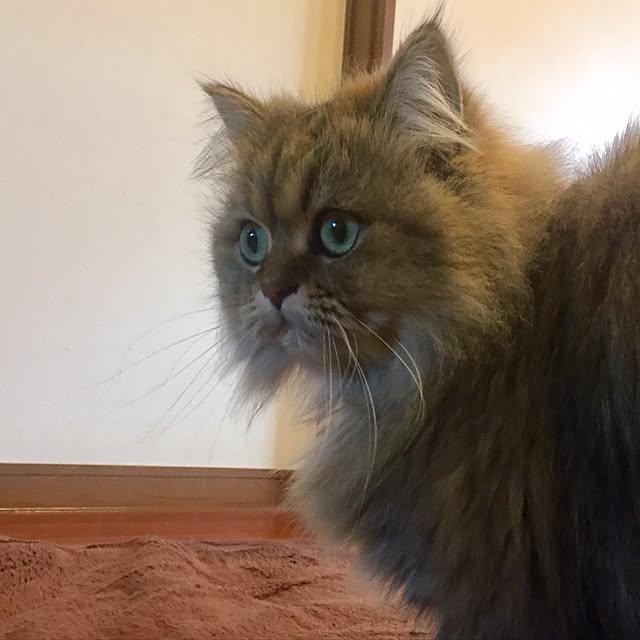 butachanさんの実例写真