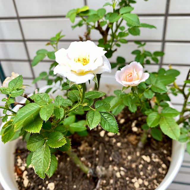 YuuKoさんの部屋