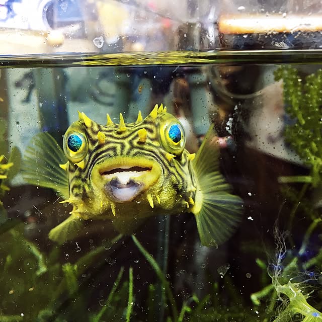 aquarium_seaさんの実例写真