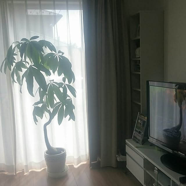 リビング/観葉植物のインテリア実例 - 2016-08-07 14:06:31