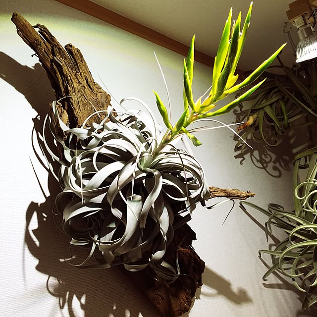 S-Tillandsiaさんの実例写真