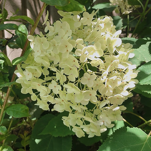 kuikoさんの実例写真