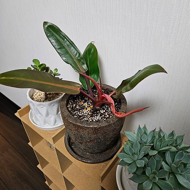 totoroさんの部屋