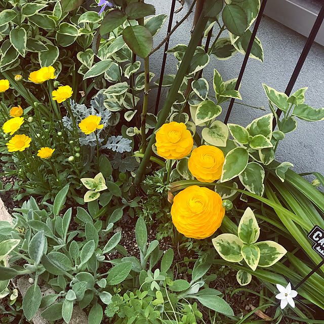 portulacaさんの実例写真