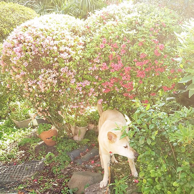 kikuさんの実例写真