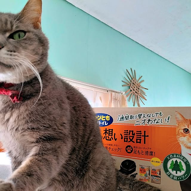 orca_cafeさんの実例写真