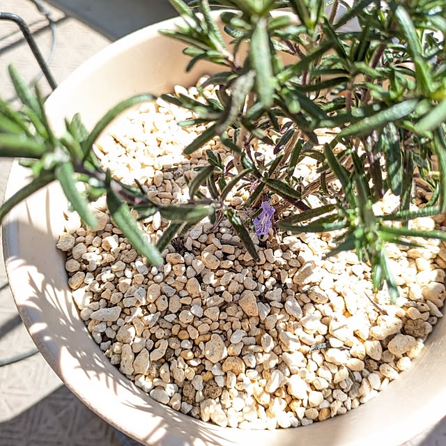 mi-saさんの部屋