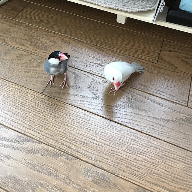 maruさんの実例写真
