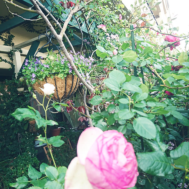 soraさんの実例写真