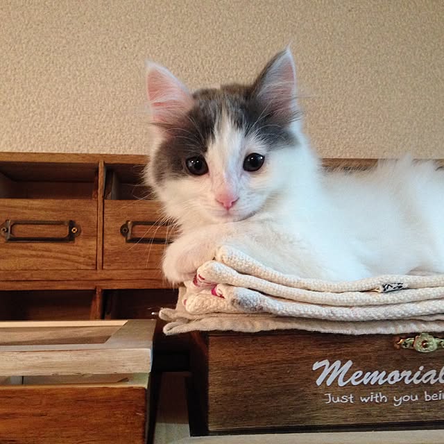 fuuさんの実例写真