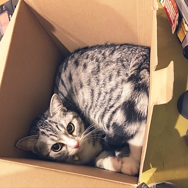 Shojiさんの実例写真