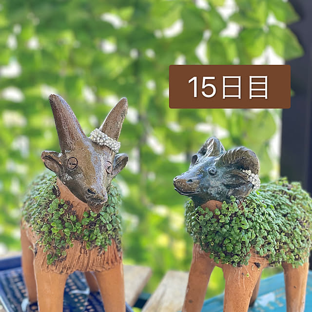 aureaさんの実例写真