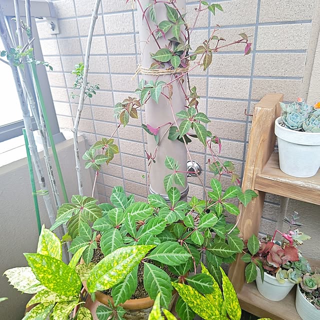 YuriYuriさんの部屋