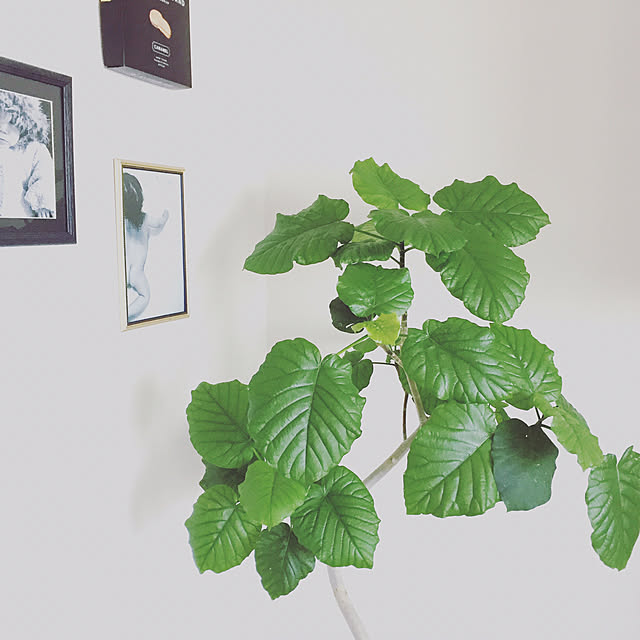 botanical_fieldさんの実例写真