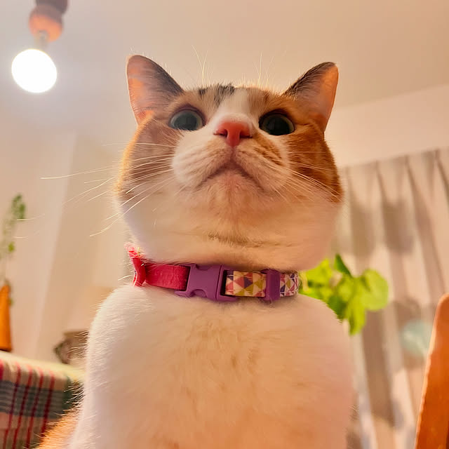 ochoriさんの部屋