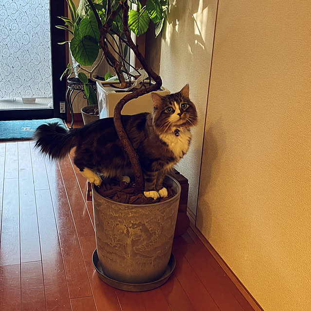 nontosanonさんの実例写真