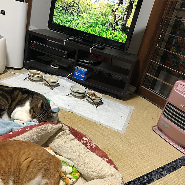 ねこバカ/カップル/シャーププラズマクラスター空気清浄機/猫のいる生活/ネコのいる風景...などのインテリア実例 - 2021-04-06 23:54:38