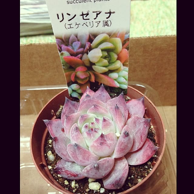 Y.Mさんの実例写真