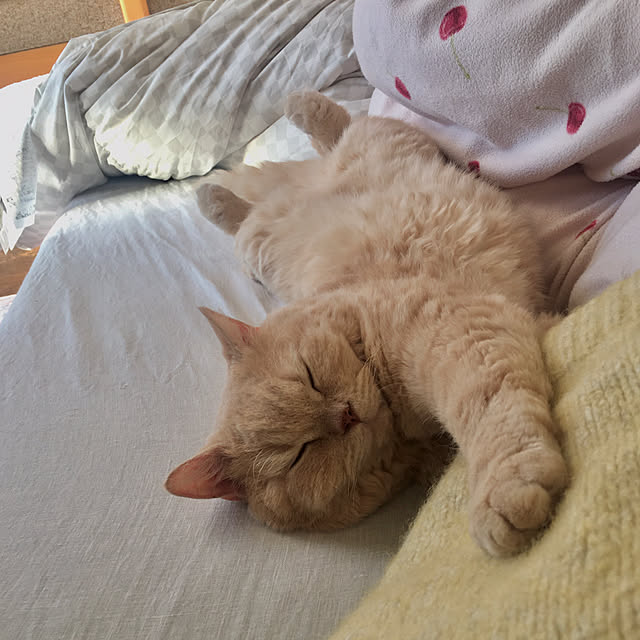 naokoさんの実例写真