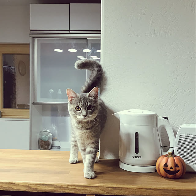 nekoさんの実例写真