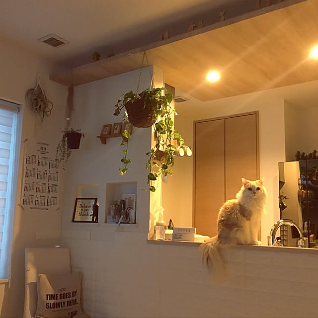 megu.catさんの実例写真