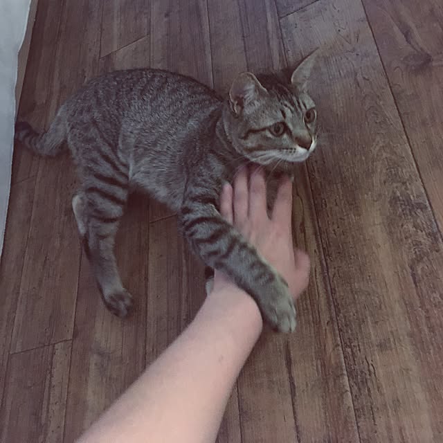 sayasさんの実例写真