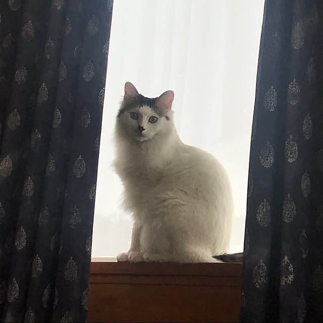 hoopiifeeさんの実例写真