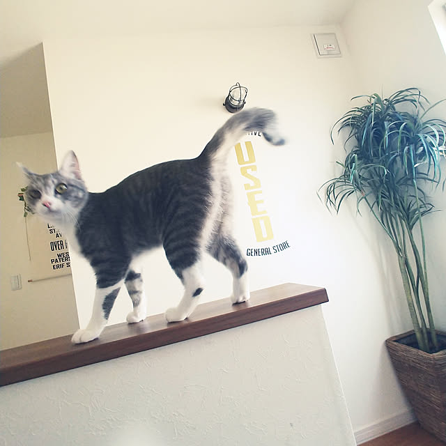muuさんの実例写真