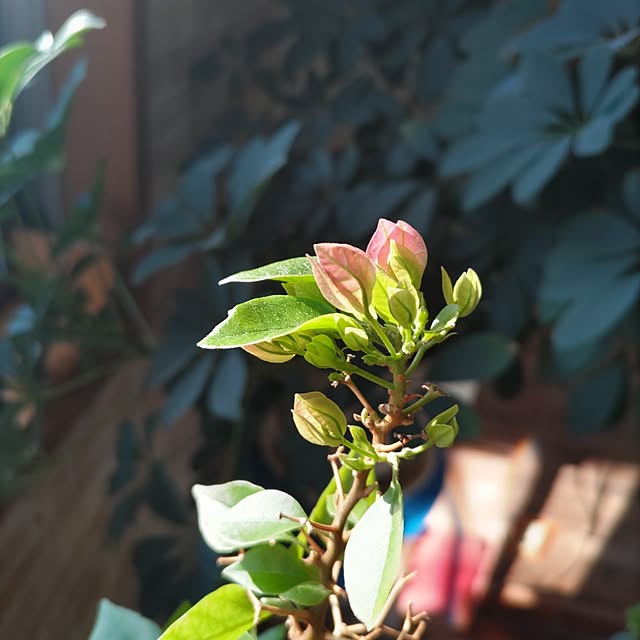 salacocoさんの実例写真