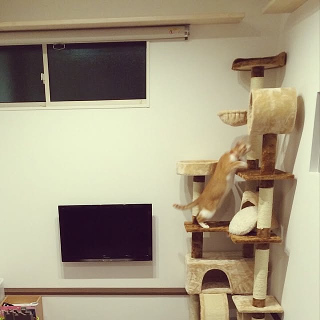 Shuichiさんの実例写真