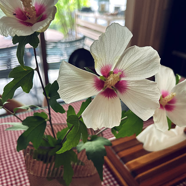 happy-sachiさんの部屋