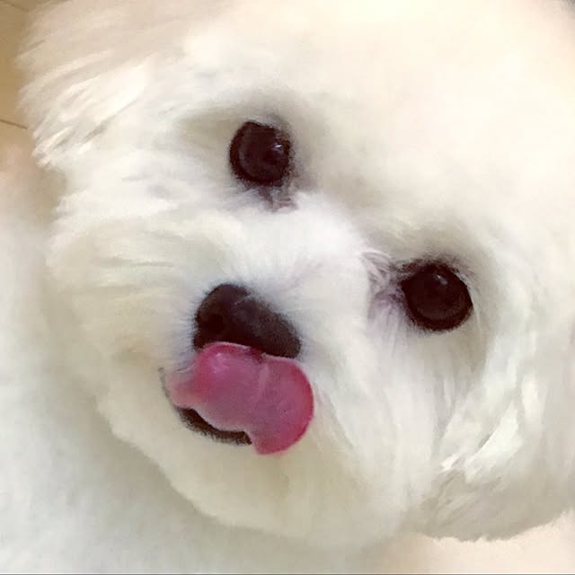 Mopmamaさんの実例写真