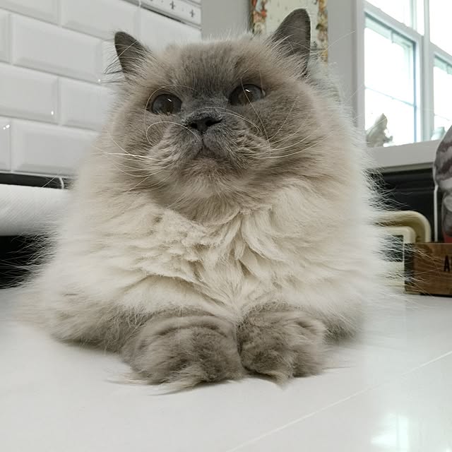 yuchiさんの実例写真