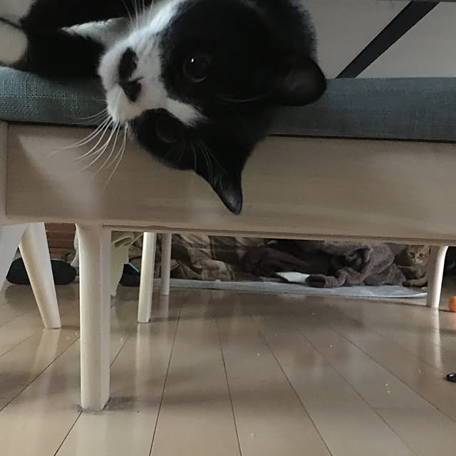 nekoさんの実例写真