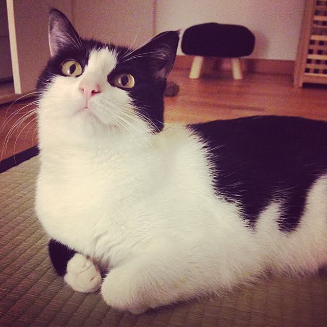 Saraさんの実例写真
