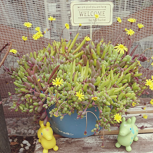 raiさんの実例写真