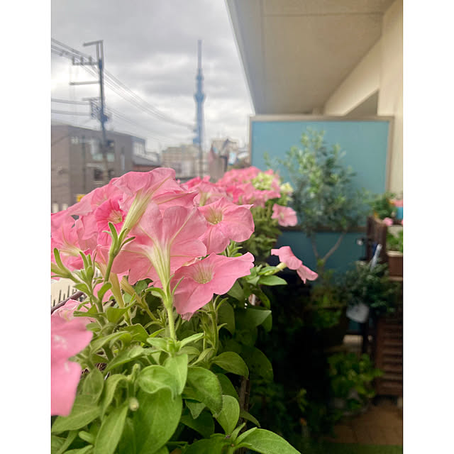 marukoさんの部屋