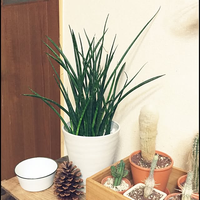 izumiさんの実例写真