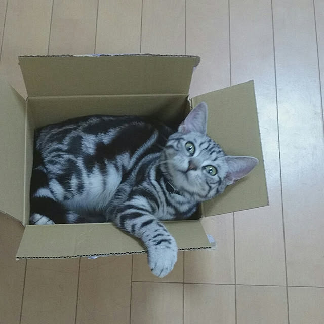 CatClipさんの実例写真